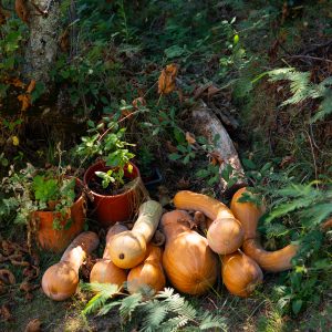 Potager corse avec des courges