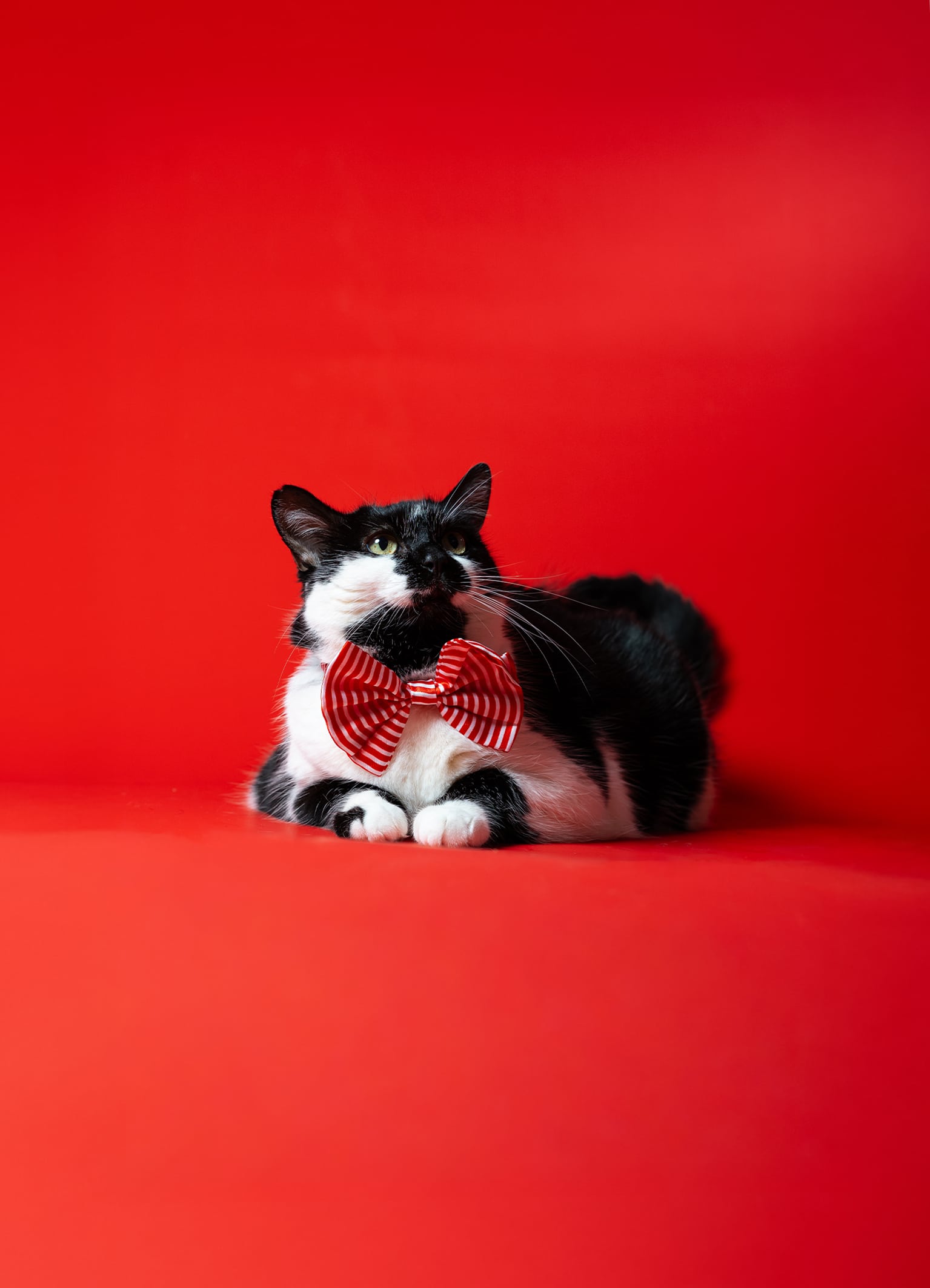 Portrait chat au studio photo avec fond rouge et noeud papillon